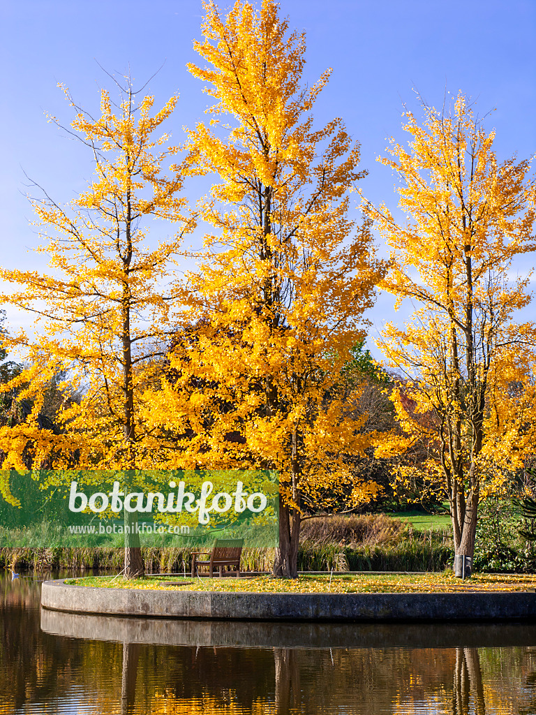 465288 - Ginkgo (Ginkgo biloba)