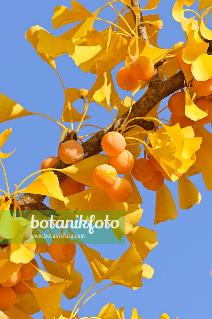 478007 - Ginkgo (Ginkgo biloba)