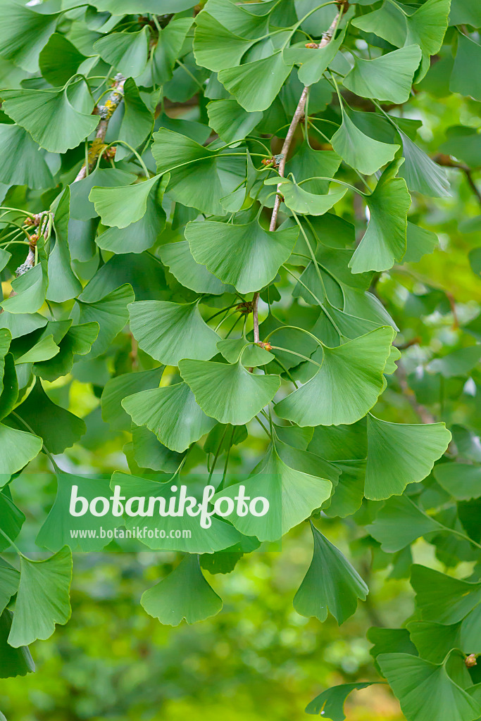 575112 - Ginkgo (Ginkgo biloba)