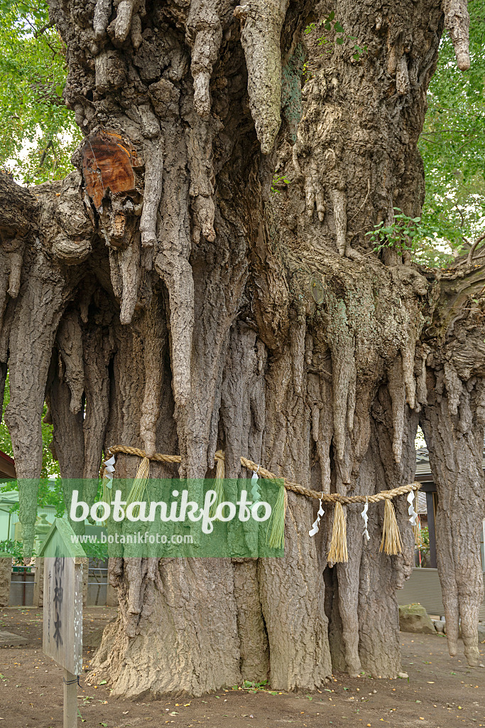 616398 - Ginkgo (Ginkgo biloba), ca. 1000 Jahre alt, Nigatake, Japan