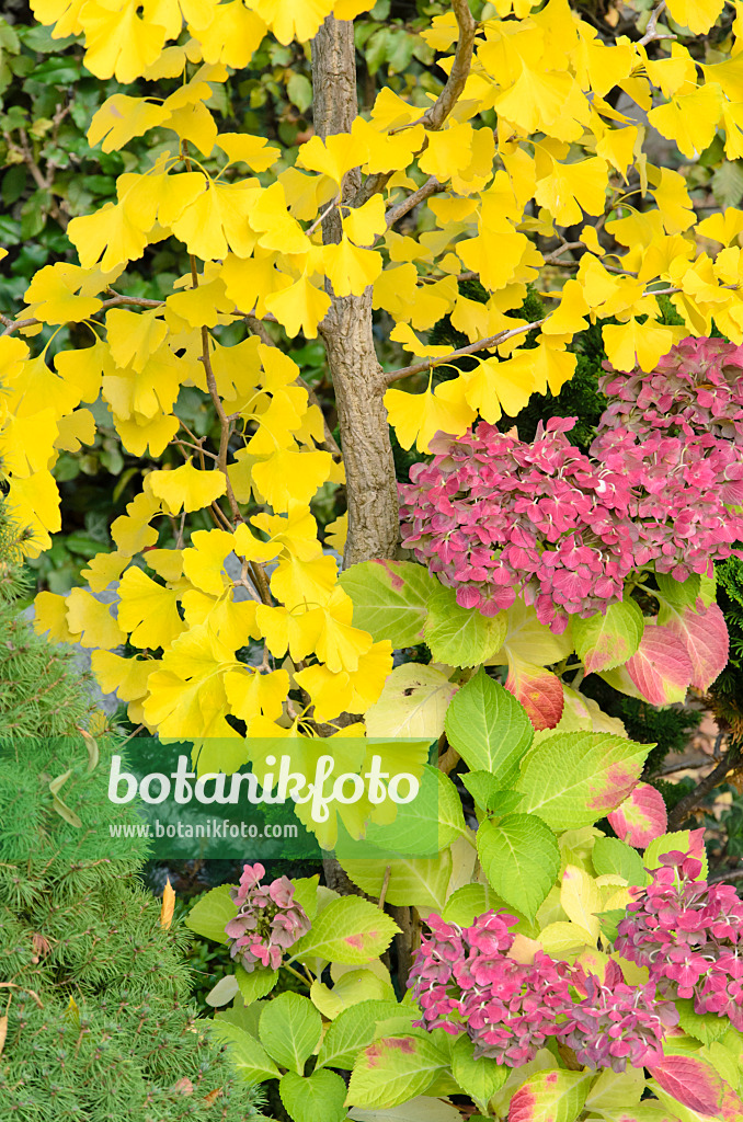 525215 - Ginkgo (Ginkgo biloba) und Hortensie (Hydrangea)