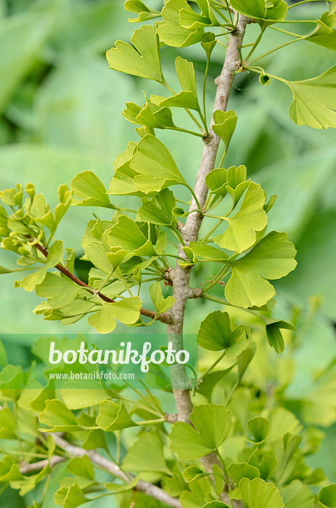 533310 - Ginkgo (Ginkgo biloba 'Tubifolia')