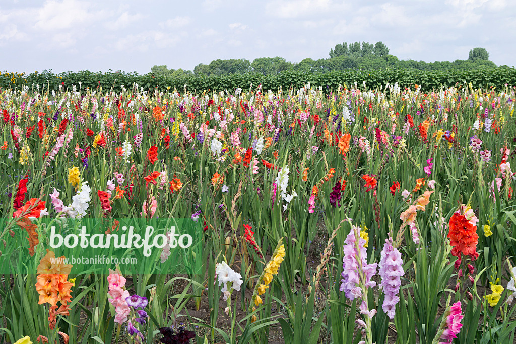 559008 - Gladiolen (Gladiolus) auf einem Feld zur Selbsternte