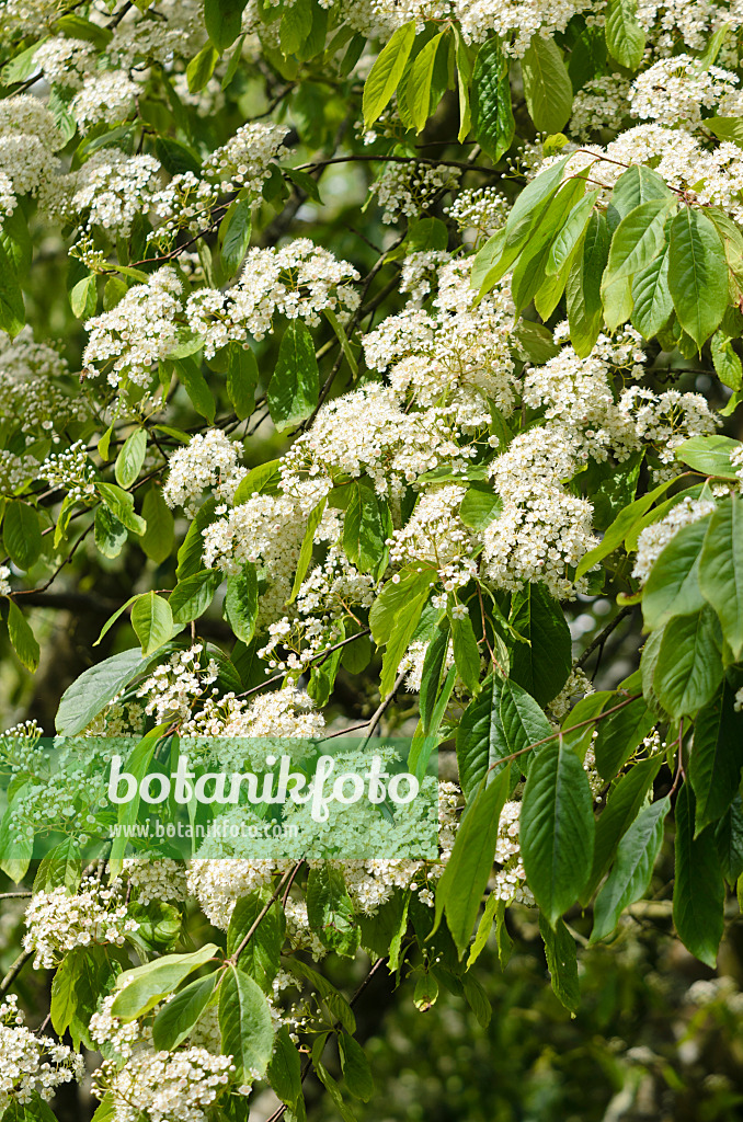 533436 - Glanzmispel (Photinia beauverdiana var. notabilis)