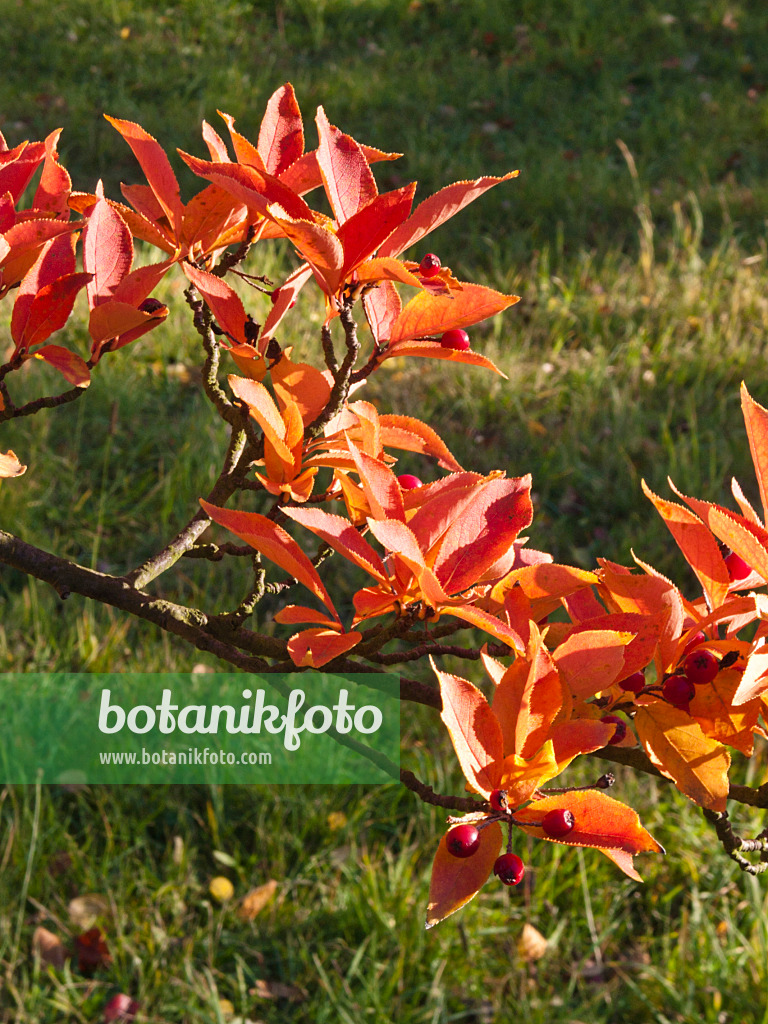 418068 - Glanzmispel (Photinia villosa)