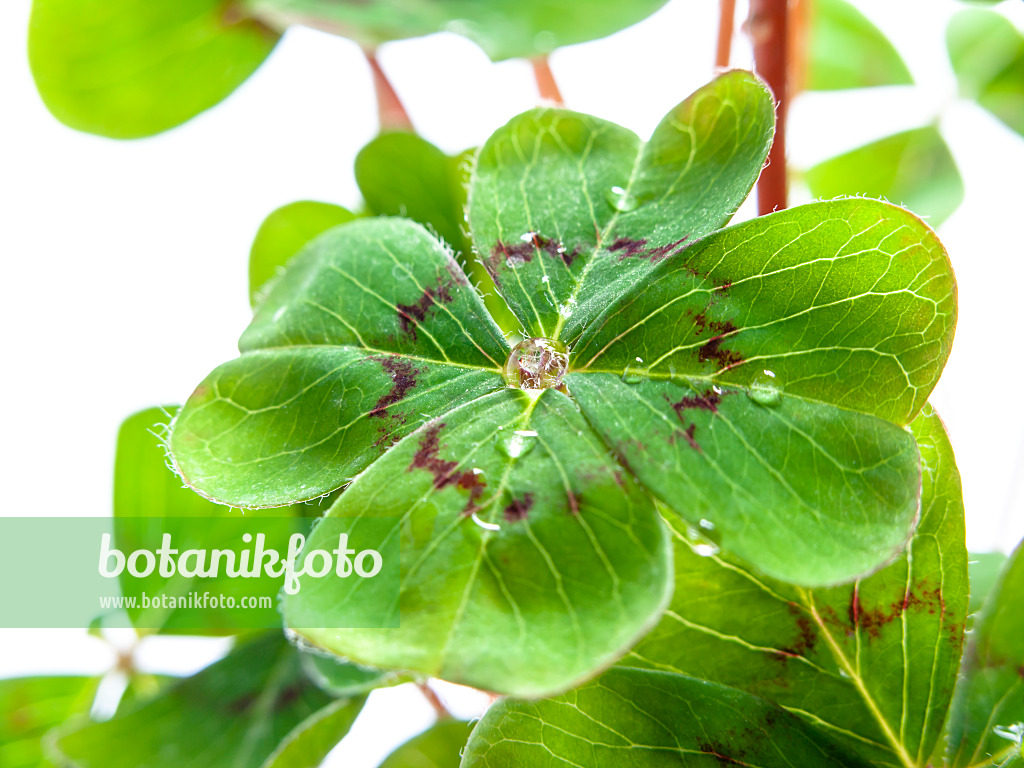 433040 - Glücksklee (Oxalis tetraphylla)