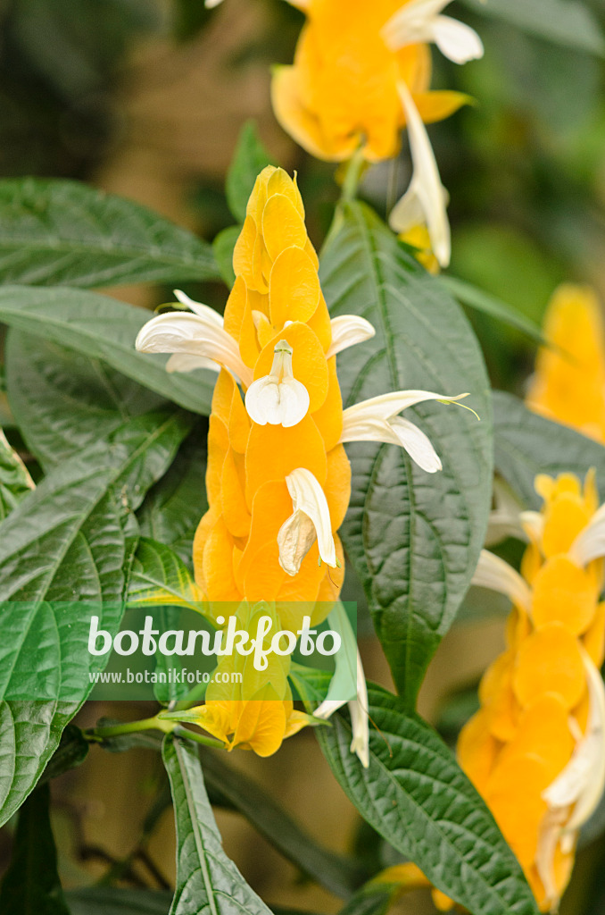 531101 - Goldähre (Pachystachys lutea)