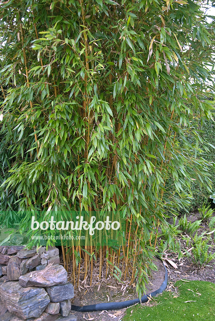 502303 - Goldener Peking-Bambus (Phyllostachys aureosulcata 'Aureocaulis') mit Rhizomsperre