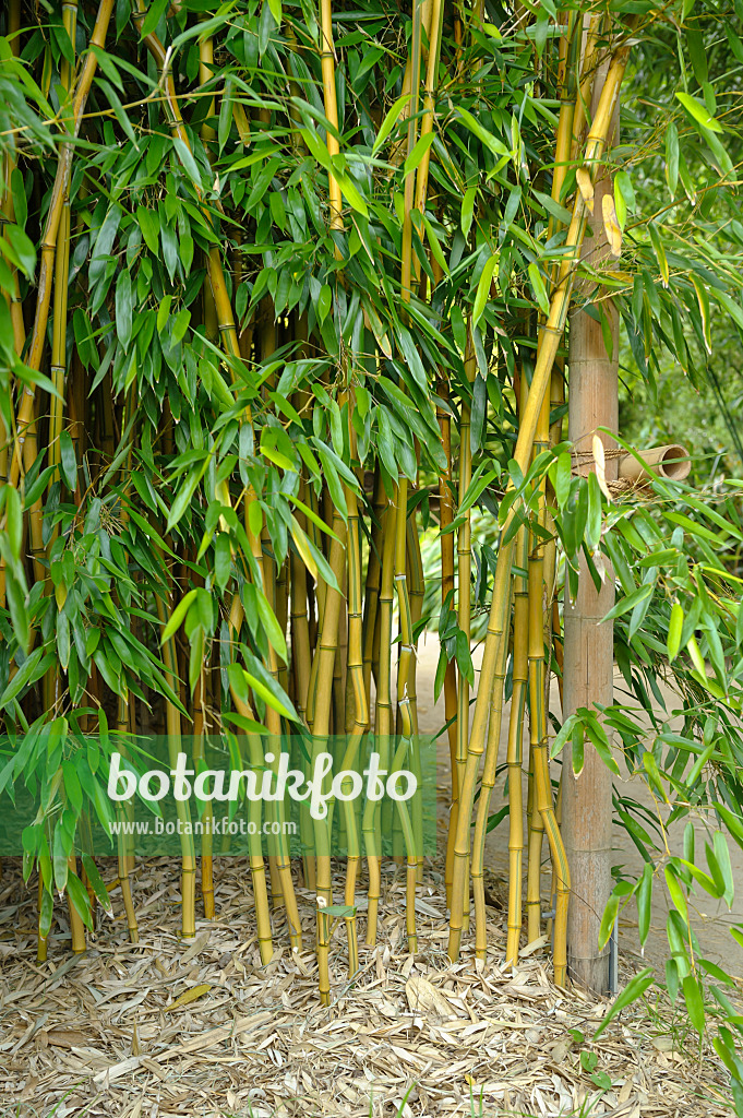 517071 - Goldener Peking-Bambus (Phyllostachys aureosulcata 'Aureocaulis')