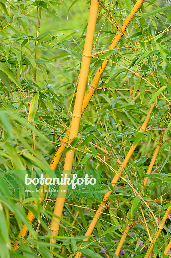 534418 - Goldener Peking-Bambus (Phyllostachys aureosulcata 'Aureocaulis')