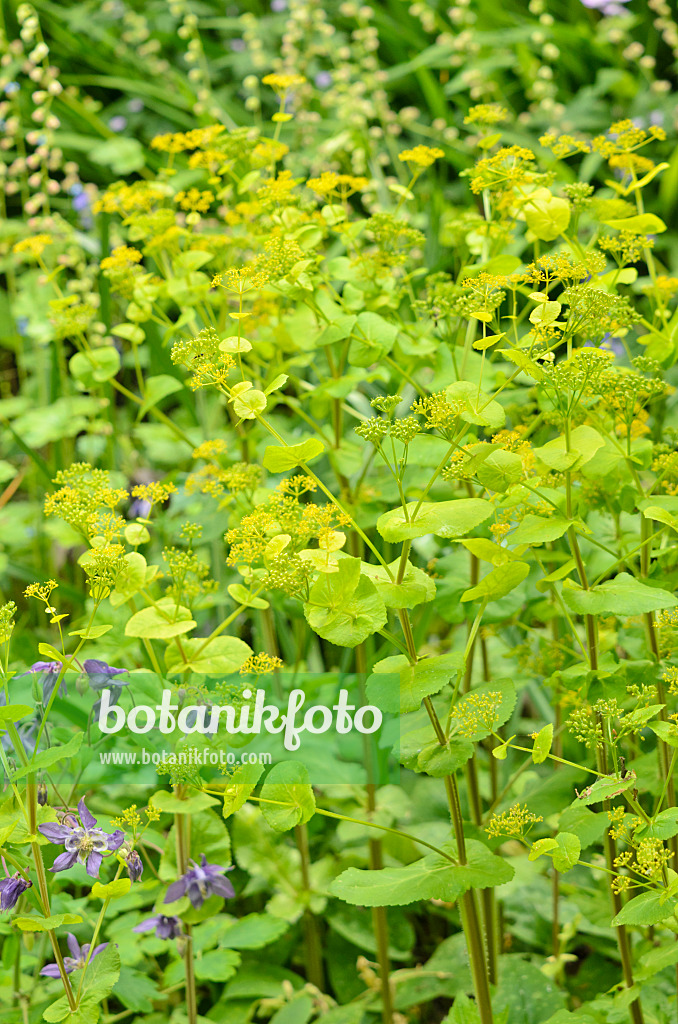 533322 - Goldfrüchtiger Kälberkropf (Chaerophyllum aureum)