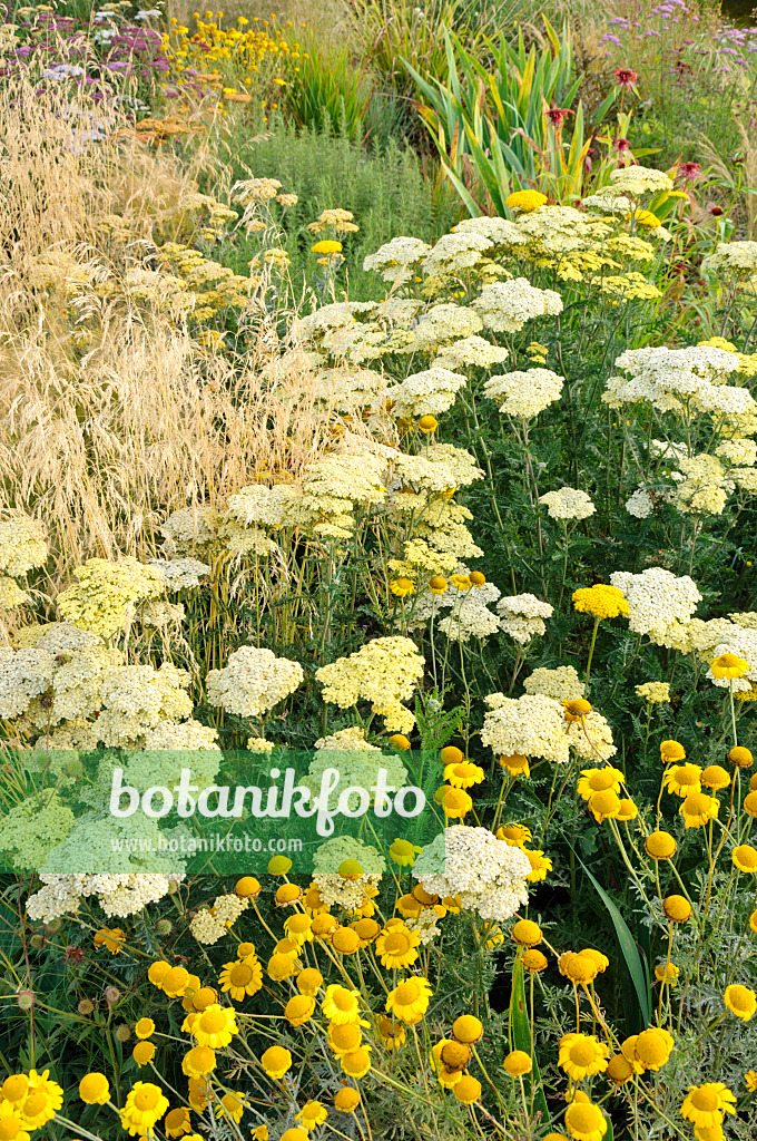 474241 - Goldgarbe (Achillea filipendulina) und Färberhundskamille (Anthemis tinctoria syn. Cota tinctoria)