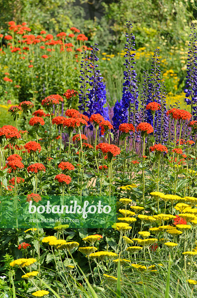 545186 - Goldgarbe (Achillea filipendulina), Brennende Liebe (Lychnis chalcedonica syn. Silene chalcedonica) und Hoher Rittersporn (Delphinium elatum)