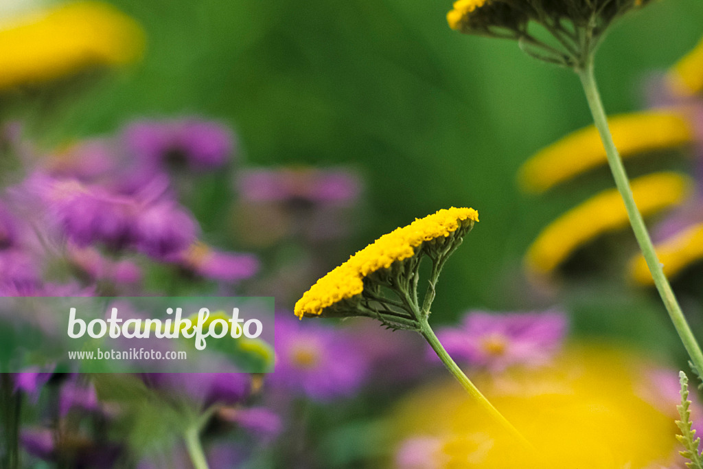 380060 - Goldgarbe (Achillea filipendulina 'Coronation Gold')