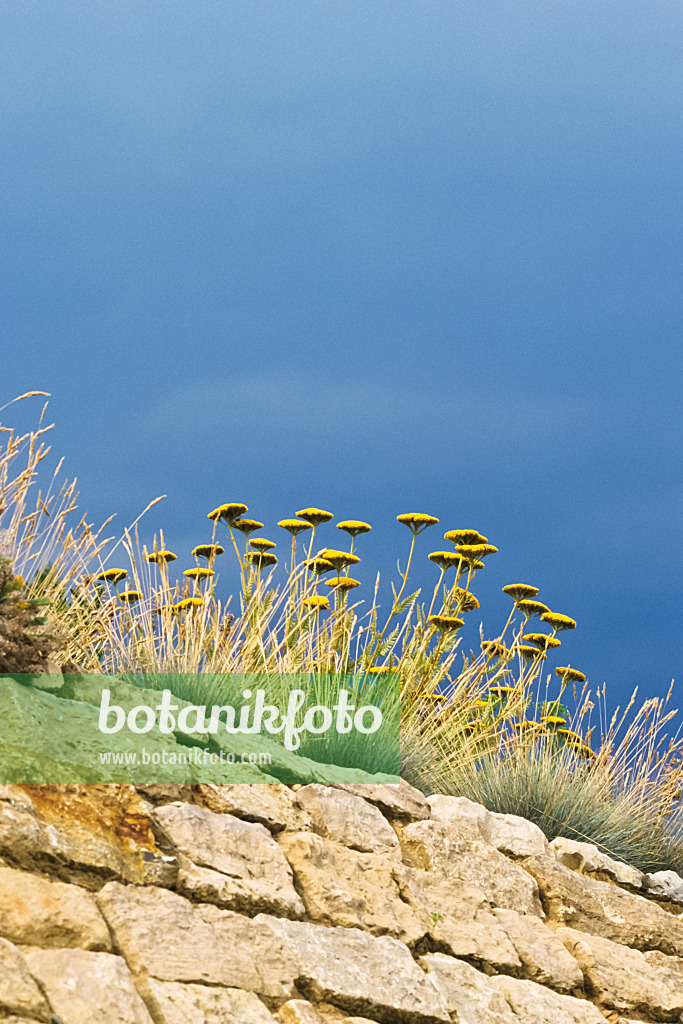 380099 - Goldgarbe (Achillea filipendulina 'Coronation Gold')