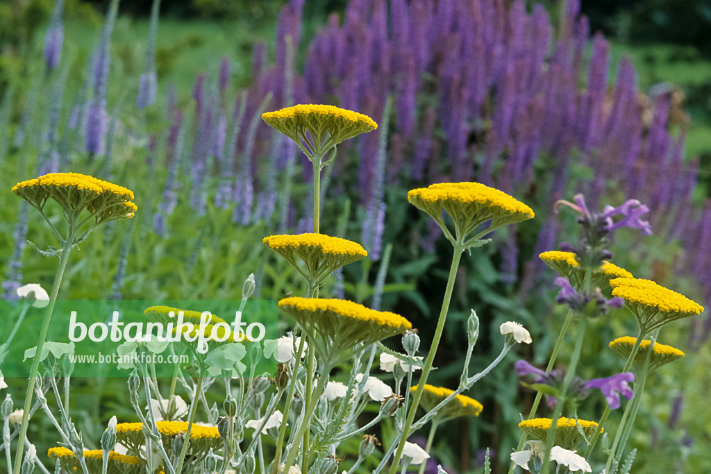 430215 - Goldgarbe (Achillea filipendulina 'Coronation Gold') und Anis-Riesenysop (Agastache foeniculum)