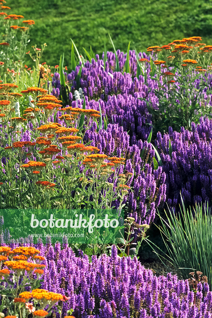 380006 - Goldgarbe (Achillea filipendulina 'Feuerland') und Steppensalbei (Salvia nemorosa)