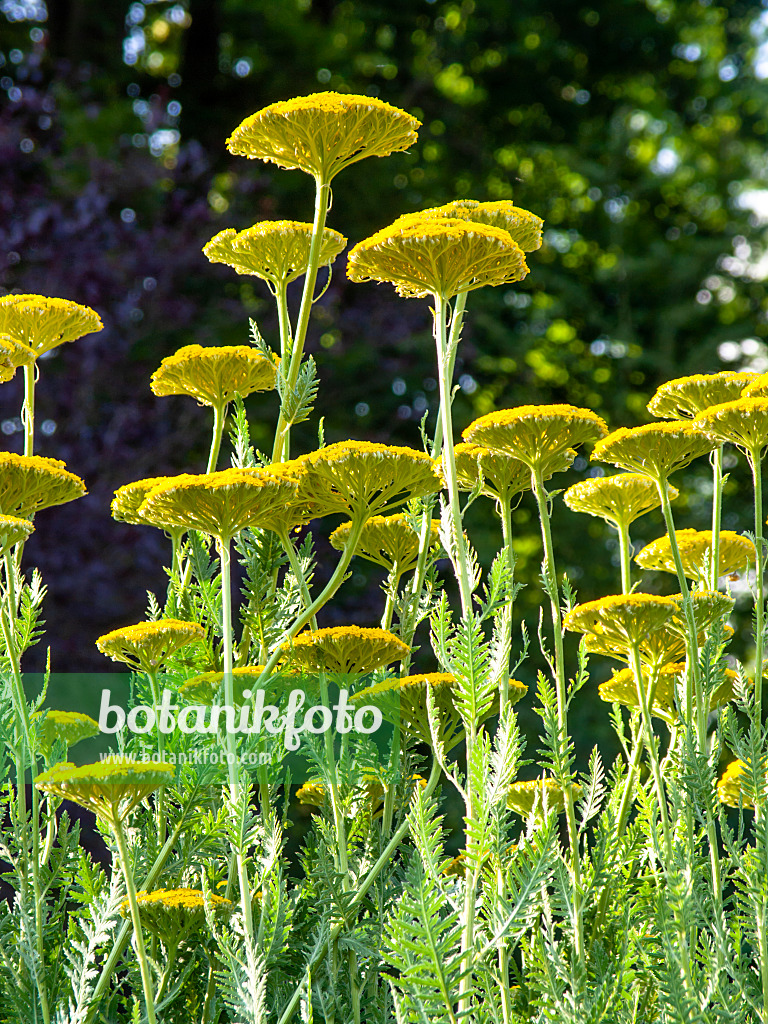 461128 - Goldgarbe (Achillea filipendulina 'Gold Plate')