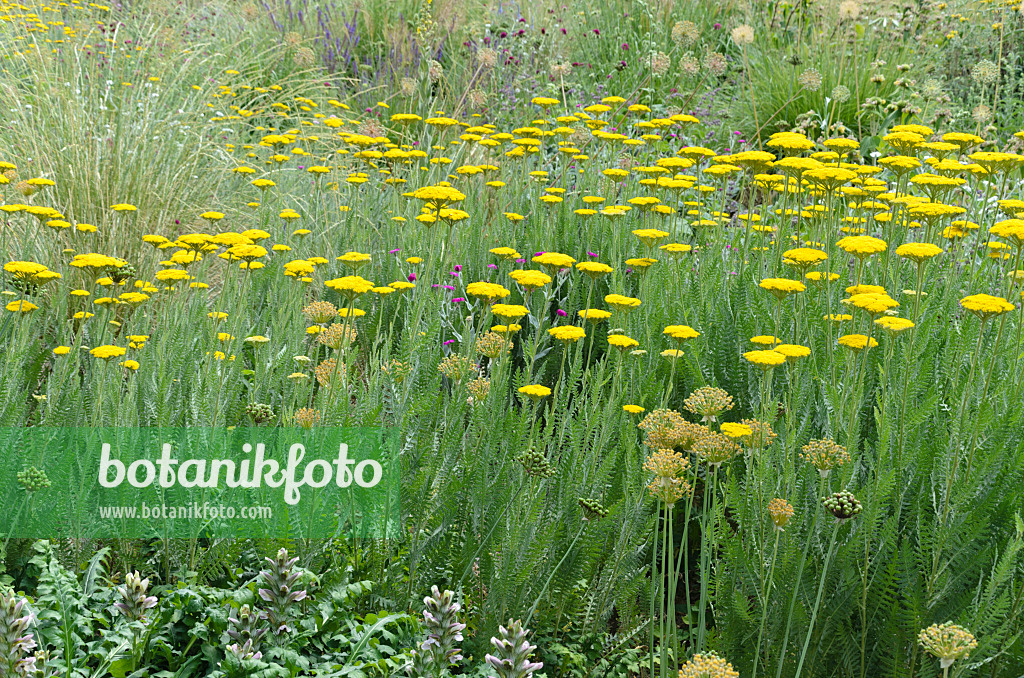 497093 - Goldgarbe (Achillea filipendulina 'Gold Plate')