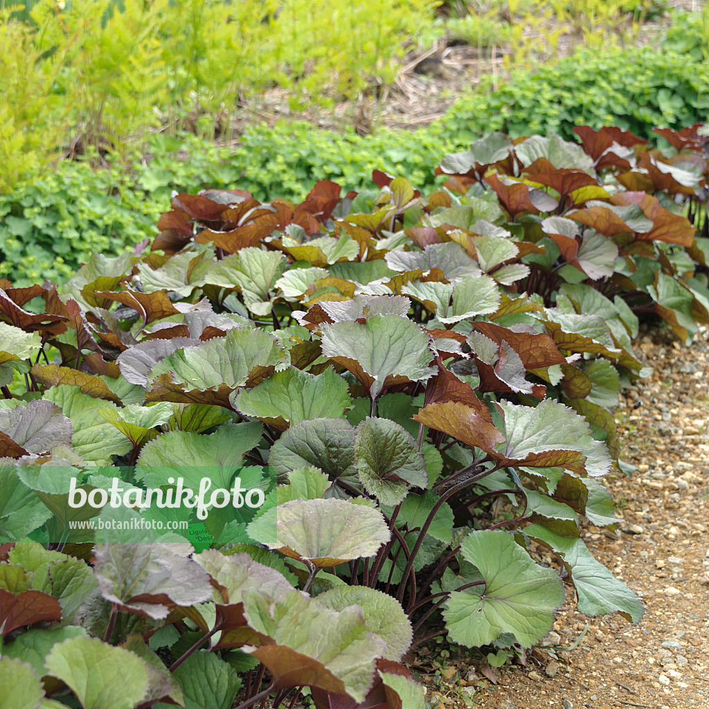 547166 - Goldkolben (Ligularia dentata 'Desdemona')