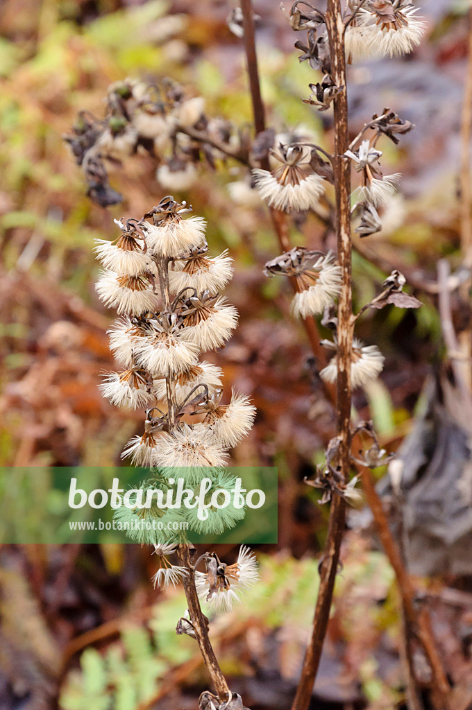 467015 - Goldkolben (Ligularia fischeri)