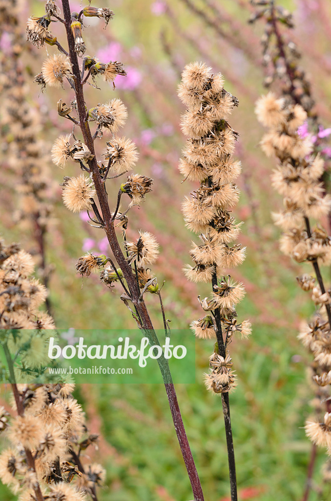 536021 - Goldkolben (Ligularia splendens)