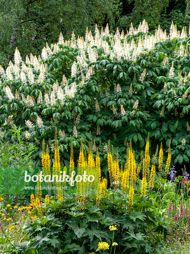 462085 - Goldkolben (Ligularia stenocephala) und Strauchrosskastanie (Aesculus parviflora)