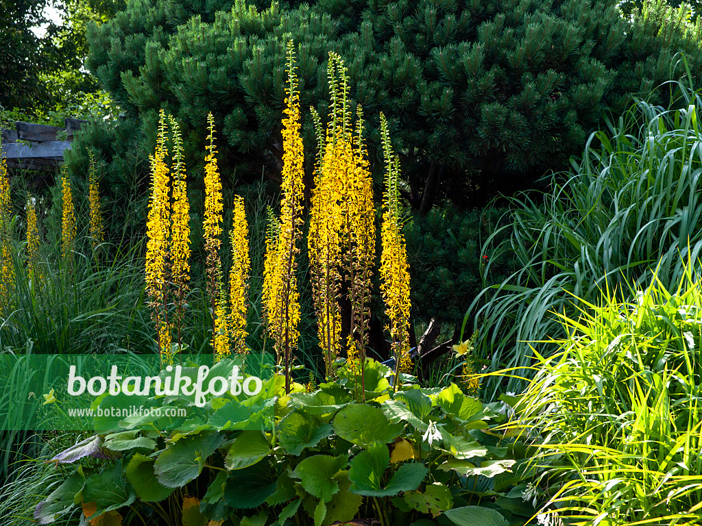 462038 - Goldkolben (Ligularia stenocephala 'Weihenstephan')