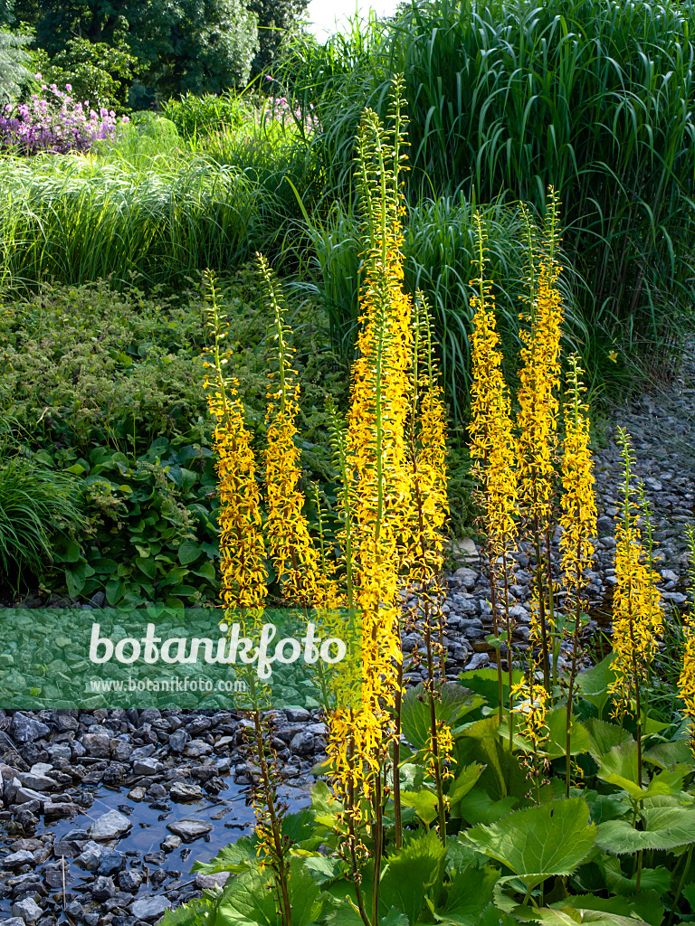 462039 - Goldkolben (Ligularia stenocephala 'Weihenstephan')