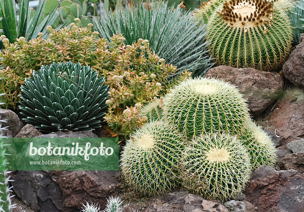 454025 - Goldkugelkaktus (Echinocactus grusonii) in einem Kakteengarten zwischen Felssteinen