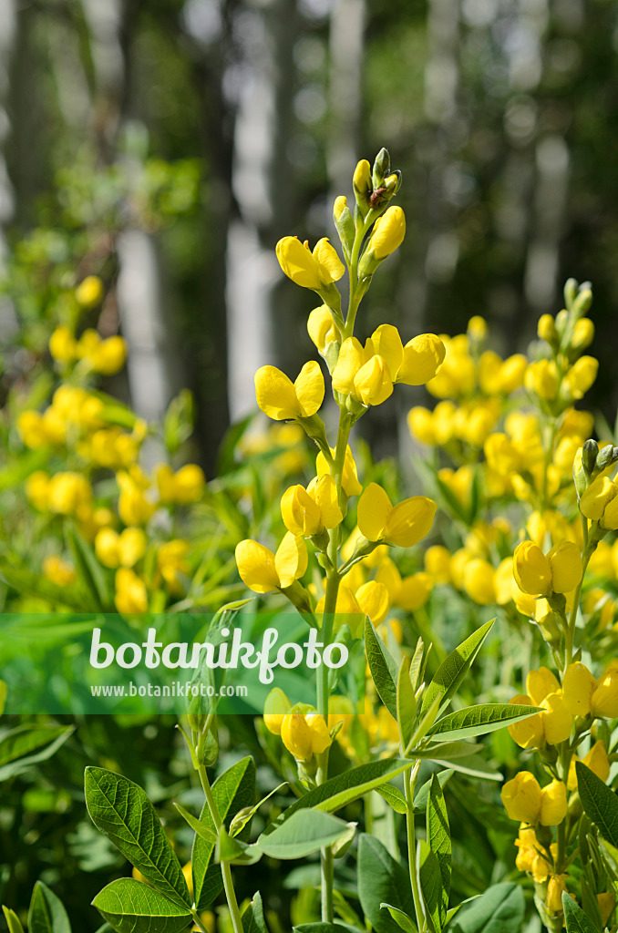 508338 - Goldlupine (Thermopsis montana)