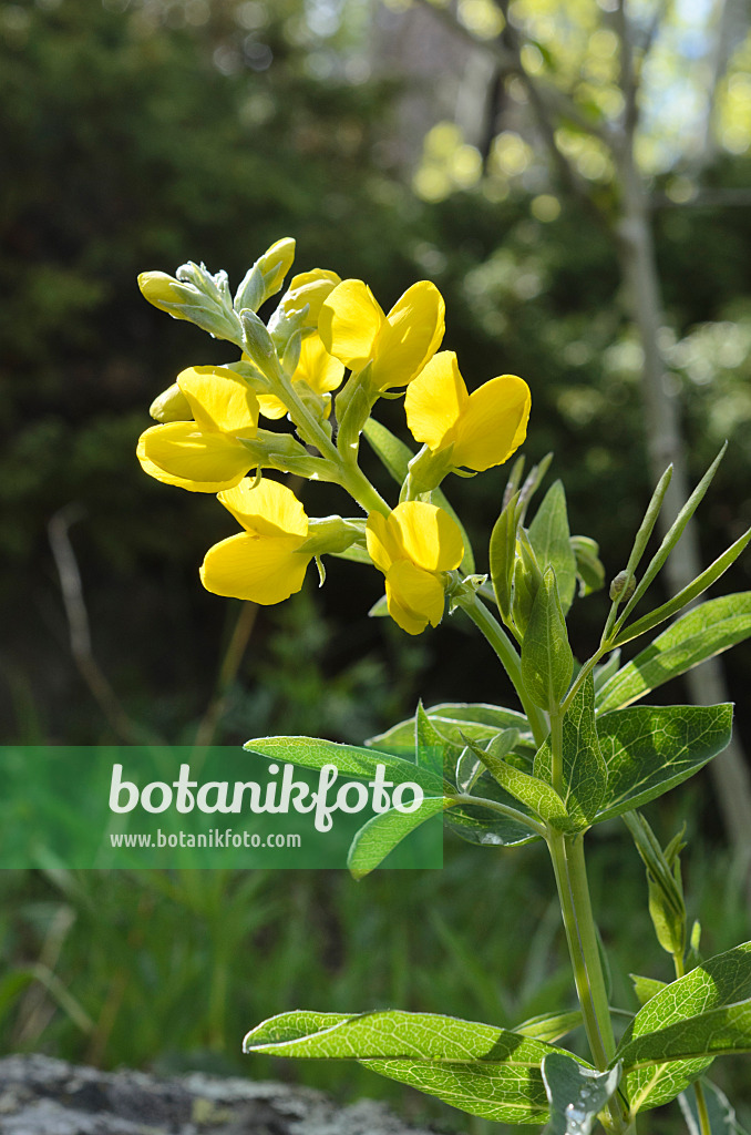 508358 - Goldlupine (Thermopsis montana)