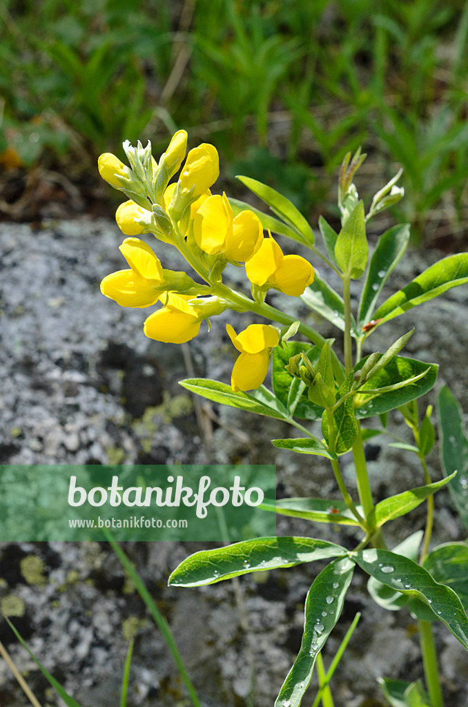 508359 - Goldlupine (Thermopsis montana)