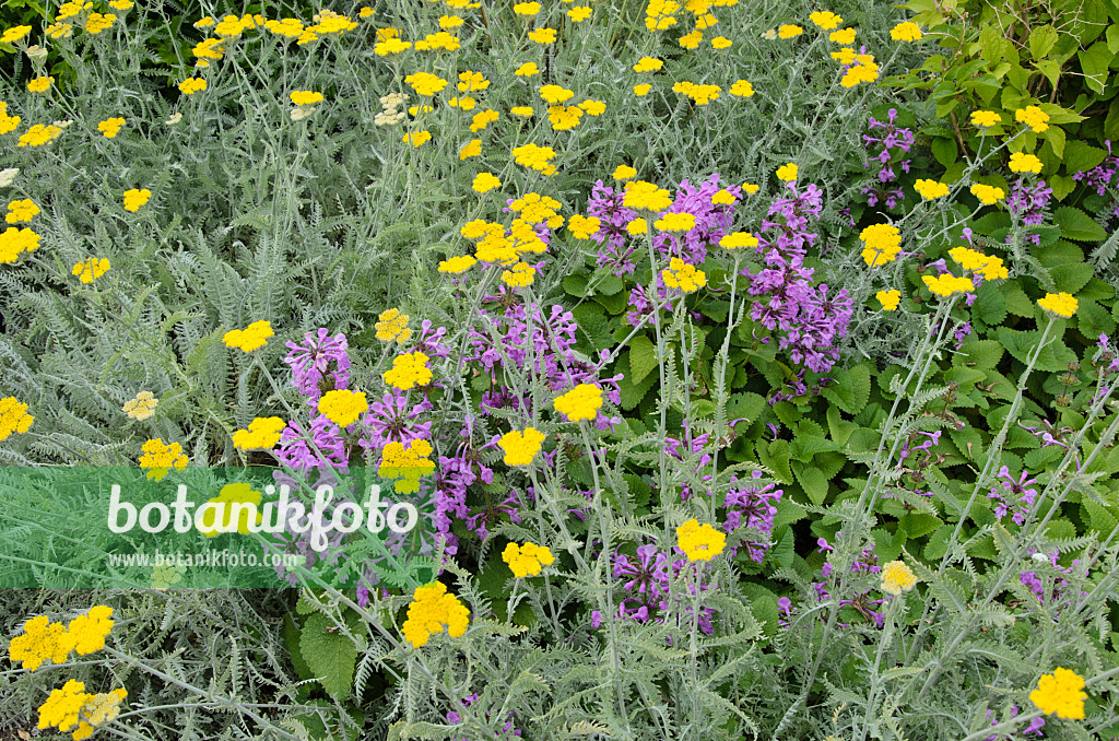 521066 - Goldquirlgarbe (Achillea clypeolata) und Großblütiger Ziest (Stachys macrantha)