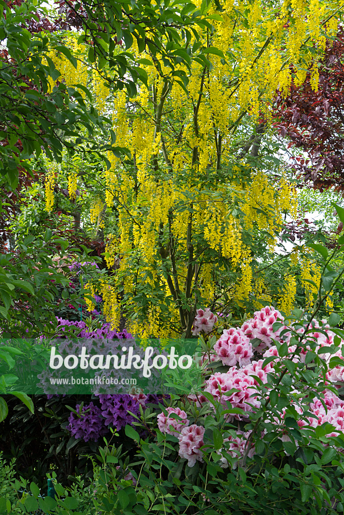 556143 - Goldregen (Laburnum) und Rhododendren (Rhododendron)