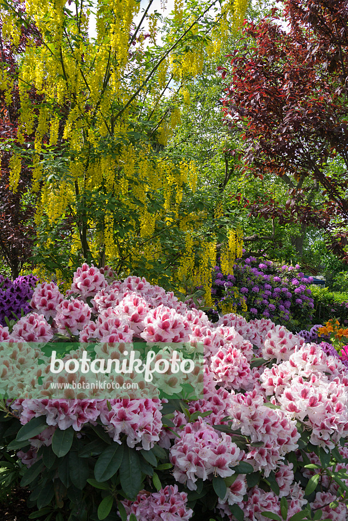 556144 - Goldregen (Laburnum) und Rhododendren (Rhododendron)