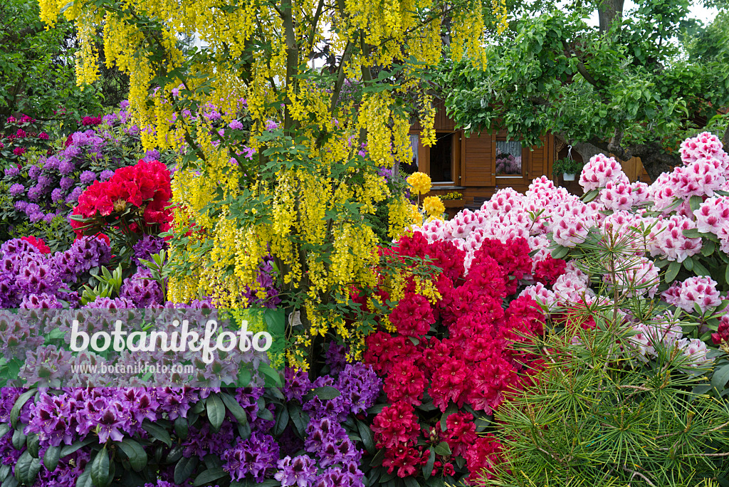 556145 - Goldregen (Laburnum) und Rhododendren (Rhododendron)