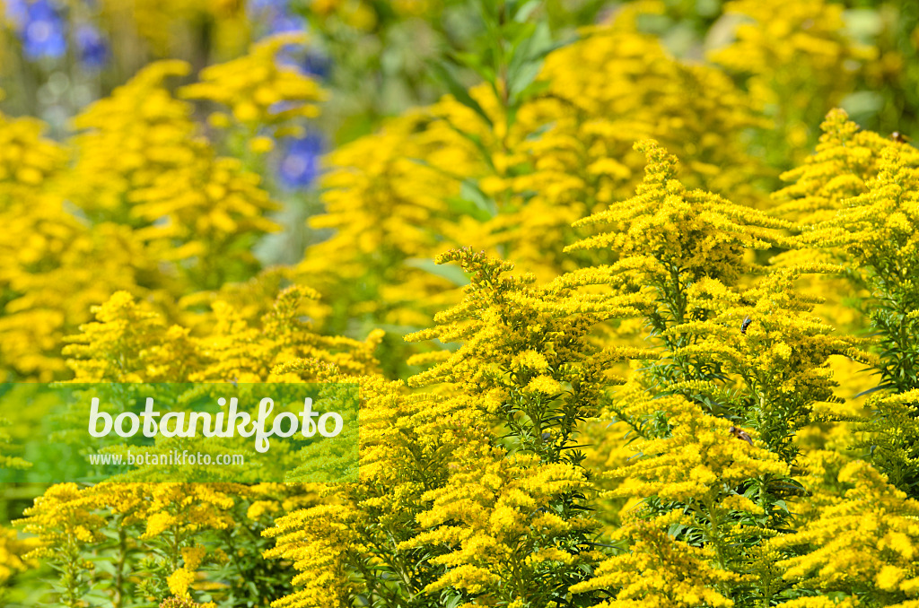 500026 - Goldrute (Solidago)