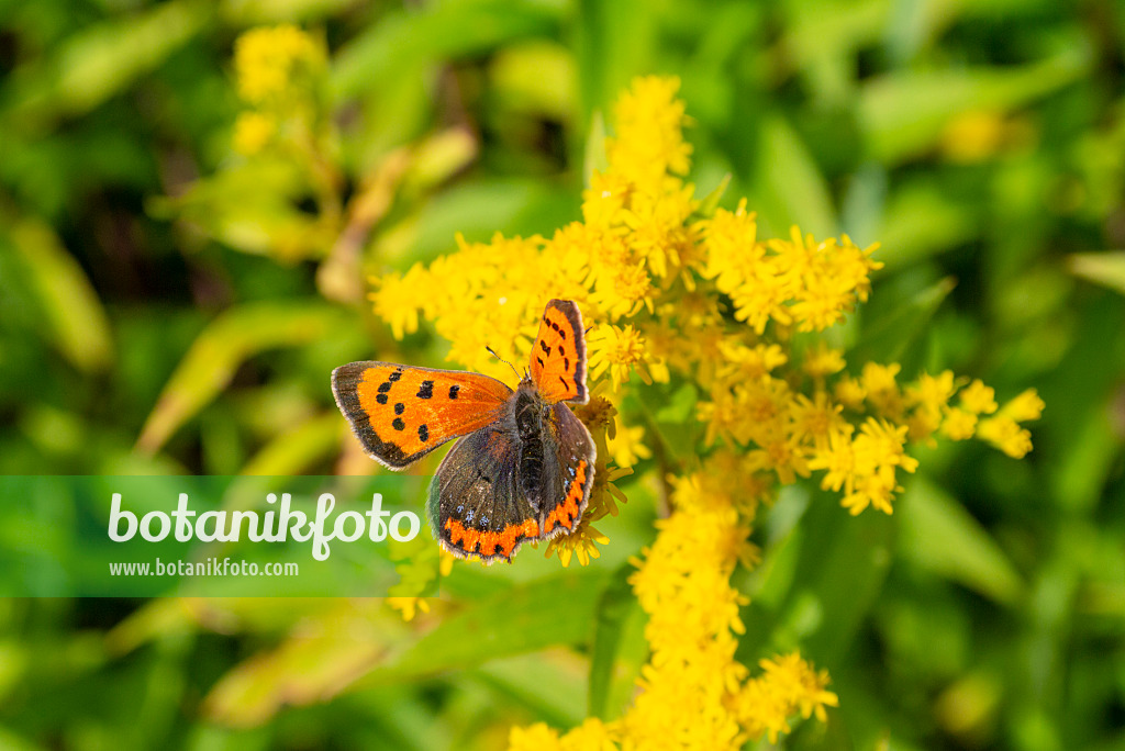 625085 - Goldrute (Solidago) und Kleiner Feuerfalter (Lycaena phlaeas)