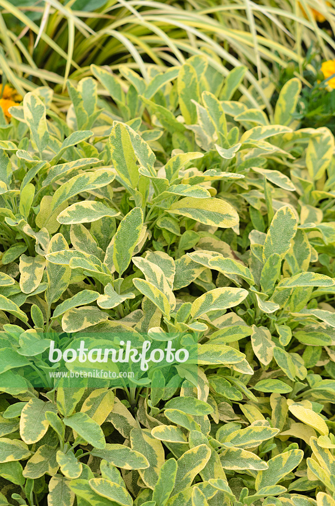 547049 - Goldsalbei (Salvia officinalis 'Icterina')