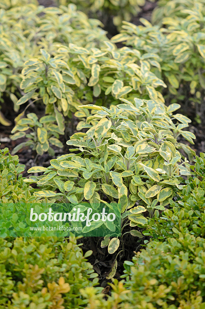 573041 - Goldsalbei (Salvia officinalis 'Icterina')