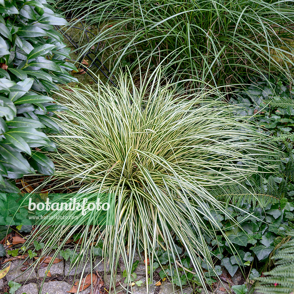 575042 - Goldsegge (Carex oshimensis 'Evergold' syn. Carex hachijoensis 'Evergold')