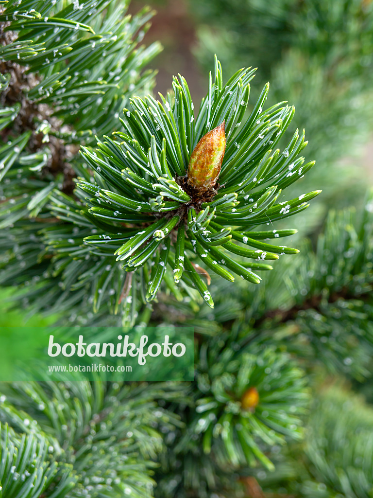 437292 - Grannenkiefer (Pinus aristata)