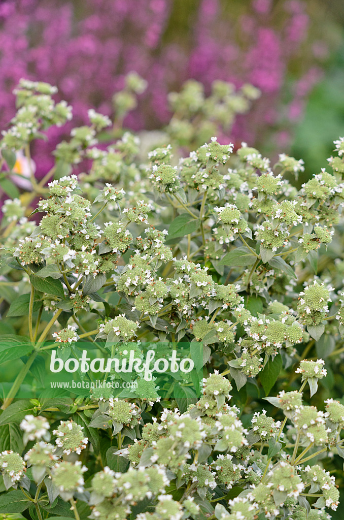 523230 - Grannenlose Scheinbergminze (Pycnanthemum muticum)