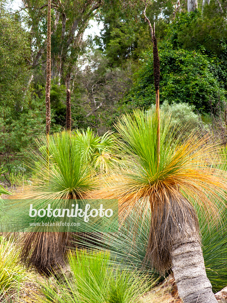 455340 - Grasbaum (Xanthorrhoea glauca)