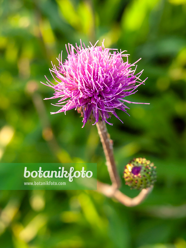 427258 - Graue Kratzdistel (Cirsium canum)