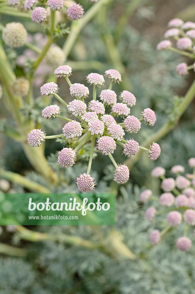 498340 - Grauer Bergfenchel (Seseli gummiferum)