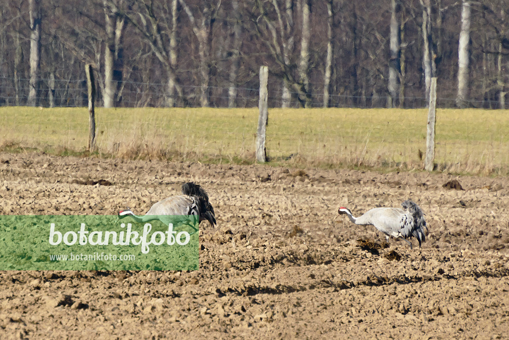 554043 - Grauer Kranich (Grus grus) auf einem Feld, Brandenburg, Deutschland