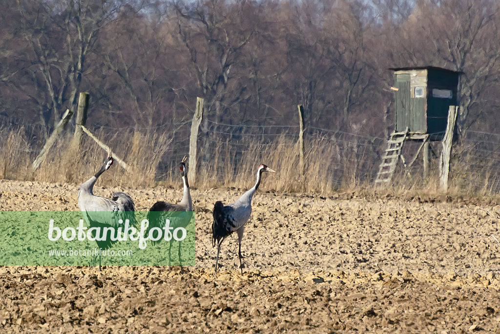 554045 - Grauer Kranich (Grus grus) auf einem Feld, Brandenburg, Deutschland