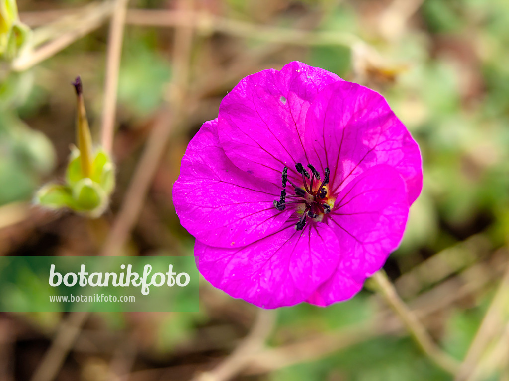 438156 - Grauer Storchschnabel (Geranium cinereum subsp. subcaulescens syn. Geranium subcaulescens)